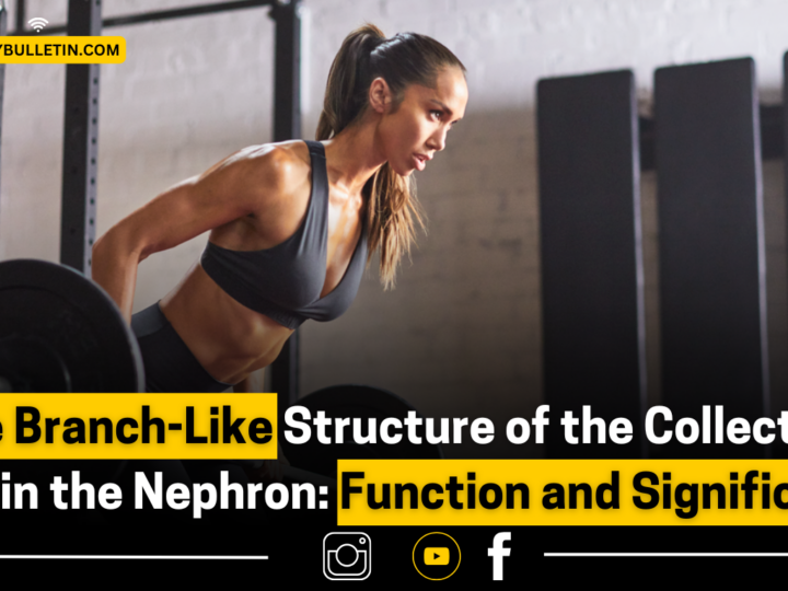 The Branch-Like Structure of the Collecting Duct in the Nephron: Function and Significance